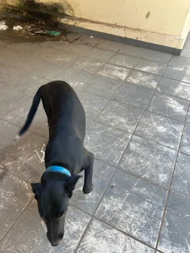 Cachorro Rottweiler misturado