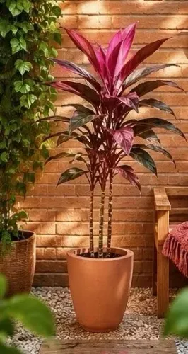 Dracena vermelha planta