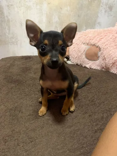 PINCHER FÊMEA ZERO 2 MESES