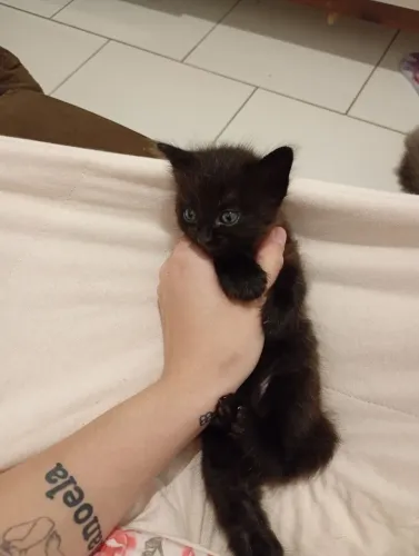 Doação de filhote de gatos