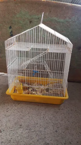 Venda de ramister com gaiola interessados *