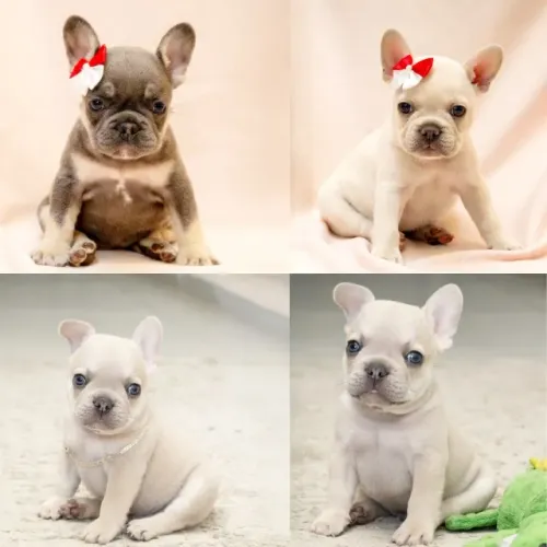  Mini Bulldog Francês