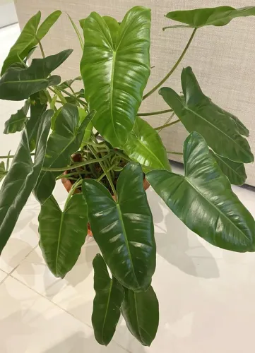 Planta linda para decorar e fácil de cuidar