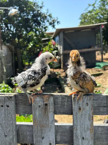 Pintinhos de Garnizé Sebright 
