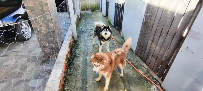 Casal de husky siberiano com pedigree 
