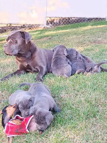 Cane corso pelagem exuberante!leve hoje seu melhor amigo