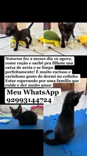 Gatinho preto 
