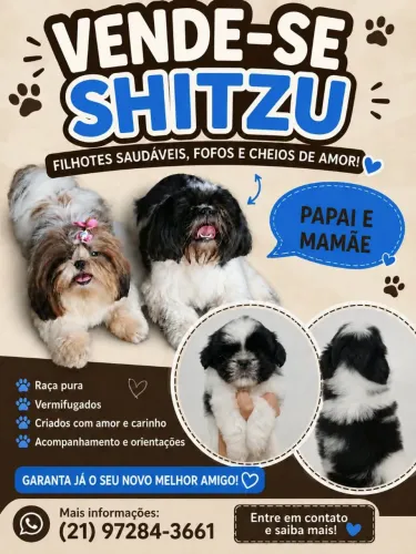 Vendo filhote de Shitzu preto e branco