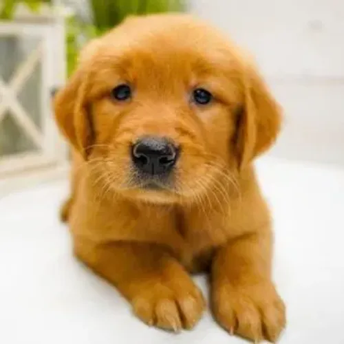 Golden Retriever | Com pedigree e Vacinado