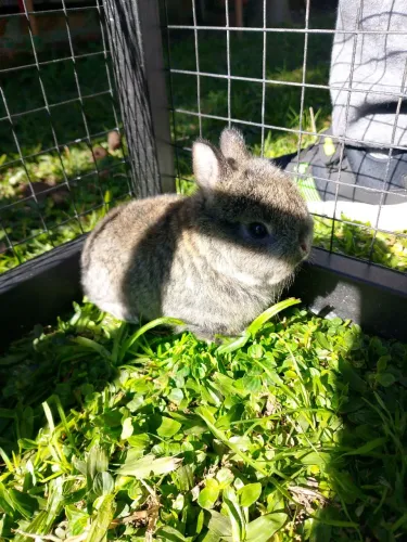 Mini coelhos disponível