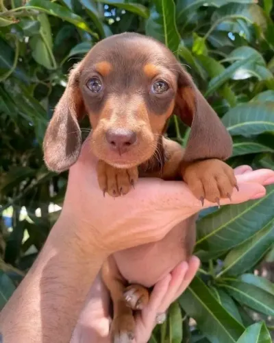 basset daschund com garantia e procedecia