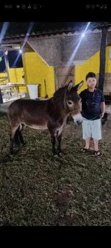 mine burro