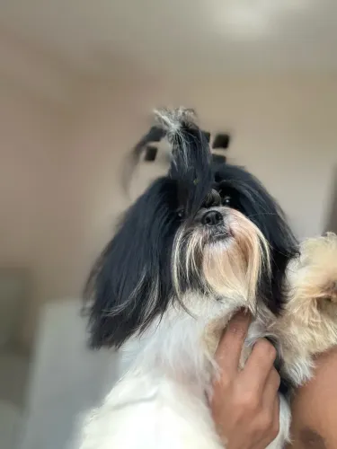 Shih tzu