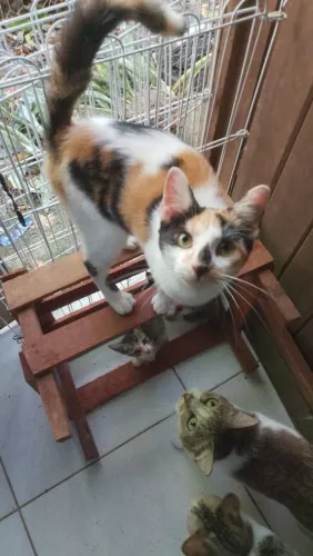 Gata 6 meses castrada para adoção!