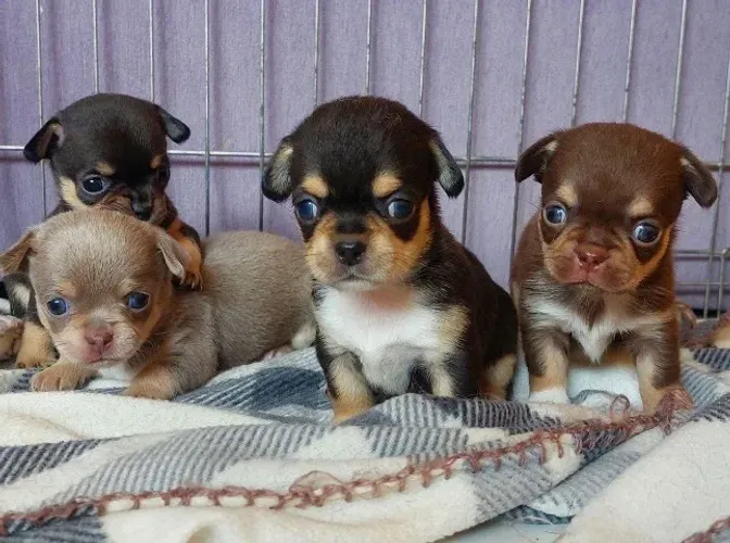 Chihuahua pequeno 