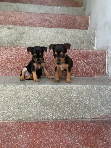 Pinscher Zero c/ 1 