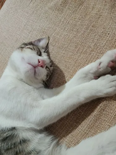 Doação gato macho