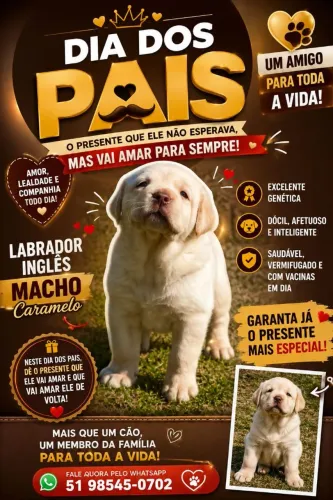 LABRADOR INGLÊS CARAMELO MACHO * WHATSAPP