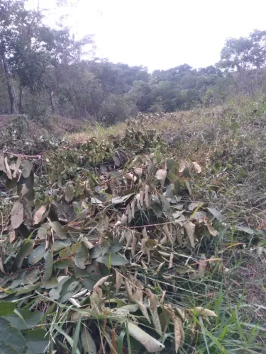 Vendo terreno de 1000 metros Ravena Capão 