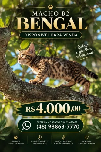 BENGAL CAT FILHOTE 