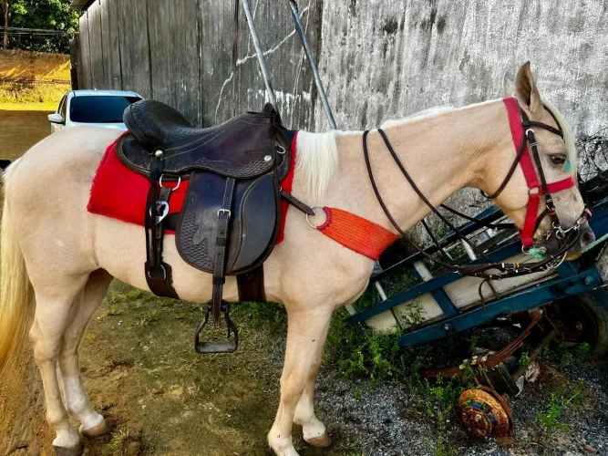 Cavalo de Cavalgada 