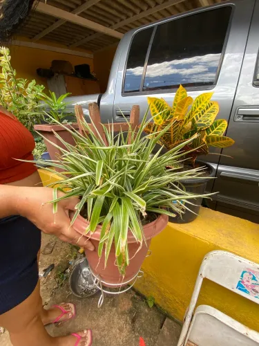 Plantas variadas 10$