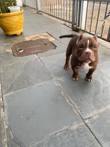 AMERICAN BULLY MICRO