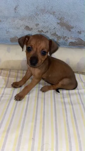 Cachorra femia 40 dias de nascido número 1