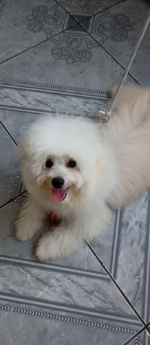 Spitz alemão misturado