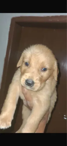 Golden macho com 47 dias com vacinas e pedigree