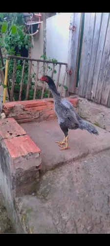 Galinha índia