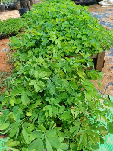Mudas de sansão do campo em Dona Euzébia-MG 