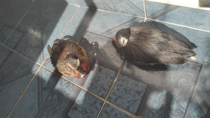 Patos paturi