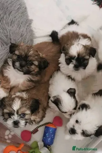 Shih tzu filhote doação