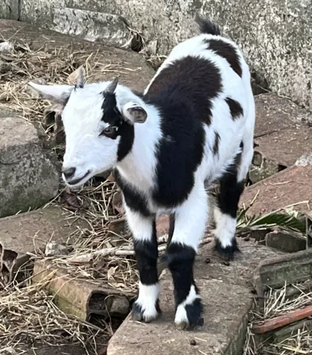 Mini Cabra femea - mini cabrito 