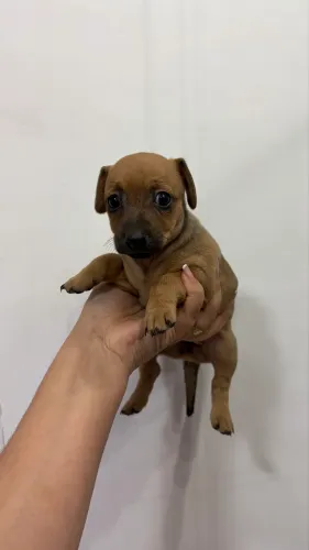 Pinscher fêmea n 2