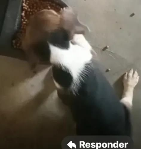 Beagle companhia ideal