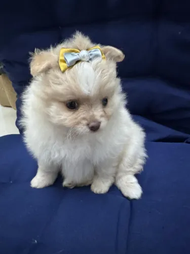 Filhotes lulu da pomerania/spitz alemão