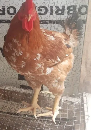 Frango GSB 3 meses 