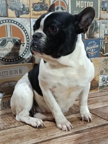 Bulldog