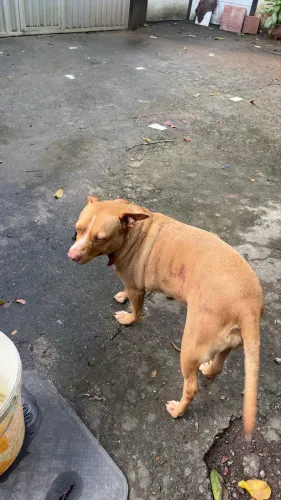 Cadela para adoção