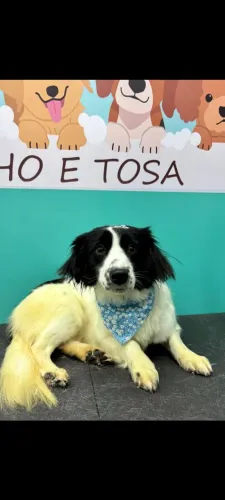 Doa se cachorra