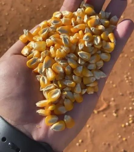 Venda de Milho Direto da Fazenda