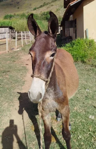 Burro