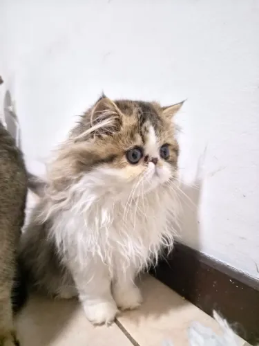 Filhote de Gato Persa Fêmea 