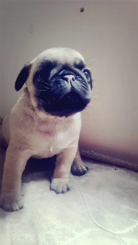 Pug com Garantia de Saúde + V10 Importada | Loja Física