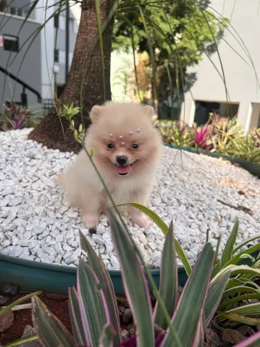 Filhotes Spitz Alemão anão com vacina importada e vermifugo