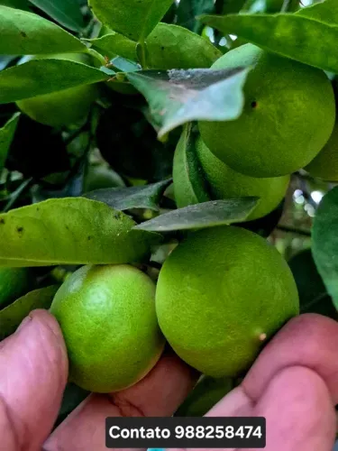 Limão nativo orgânico