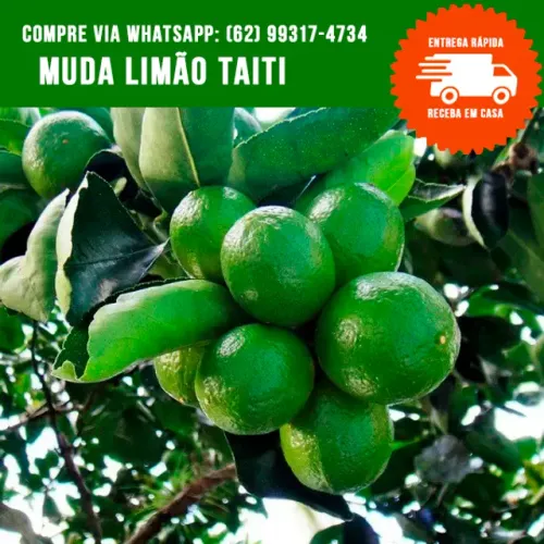 Muda de Limão Taiti