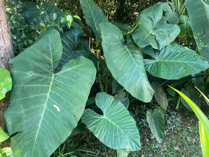 Mudas de Xanthosoma Violaceum